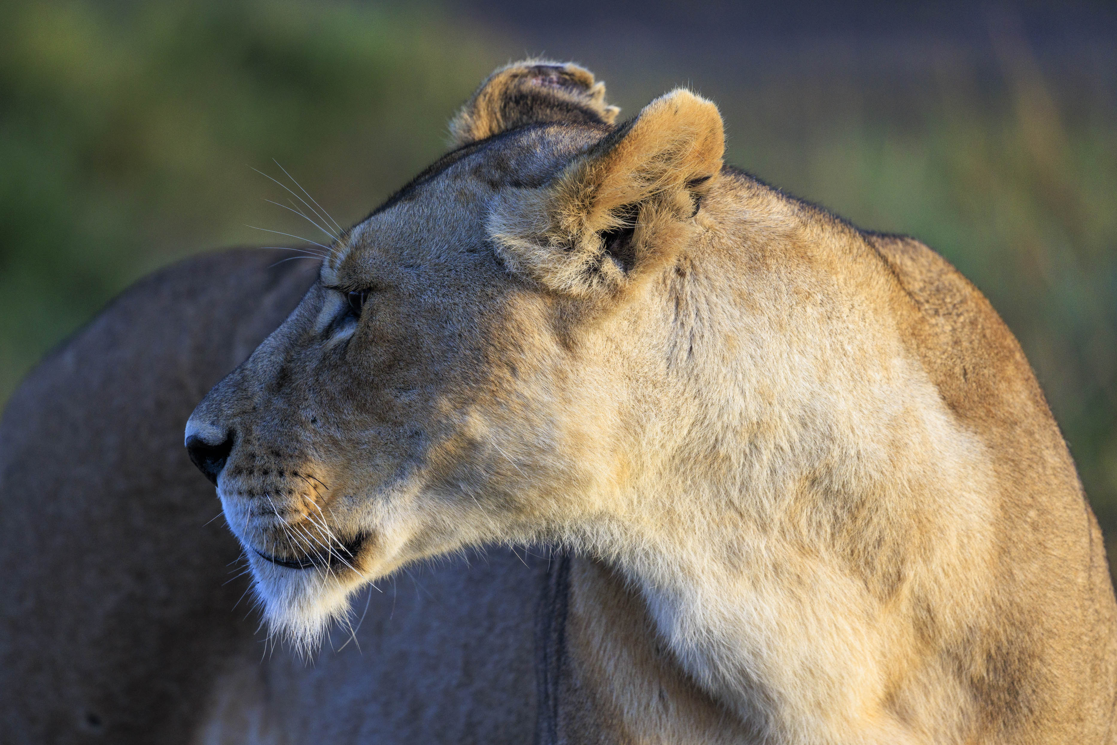 November 11, 2022-063148-3.jpg